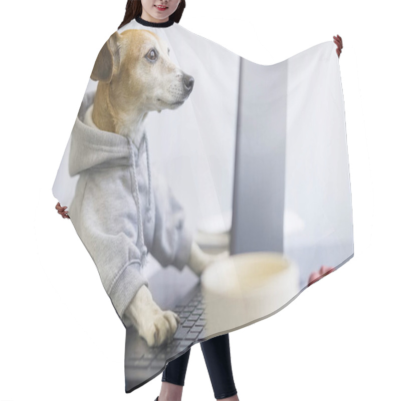 Personality  Smart Concentrated Dog Is Working On Project Online. Using Computer Laptop. Pet Wearing Stylish Sporty And Hoodie. Freelancer Work From Home Concept. Funny Manager Designer Programmer Work Concept Hair Cutting Cape