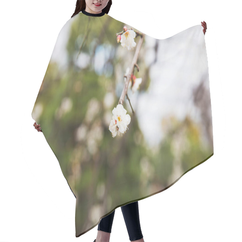 Personality  Close Up Of Beautiful Sakura Tree Blossoms Hair Cutting Cape