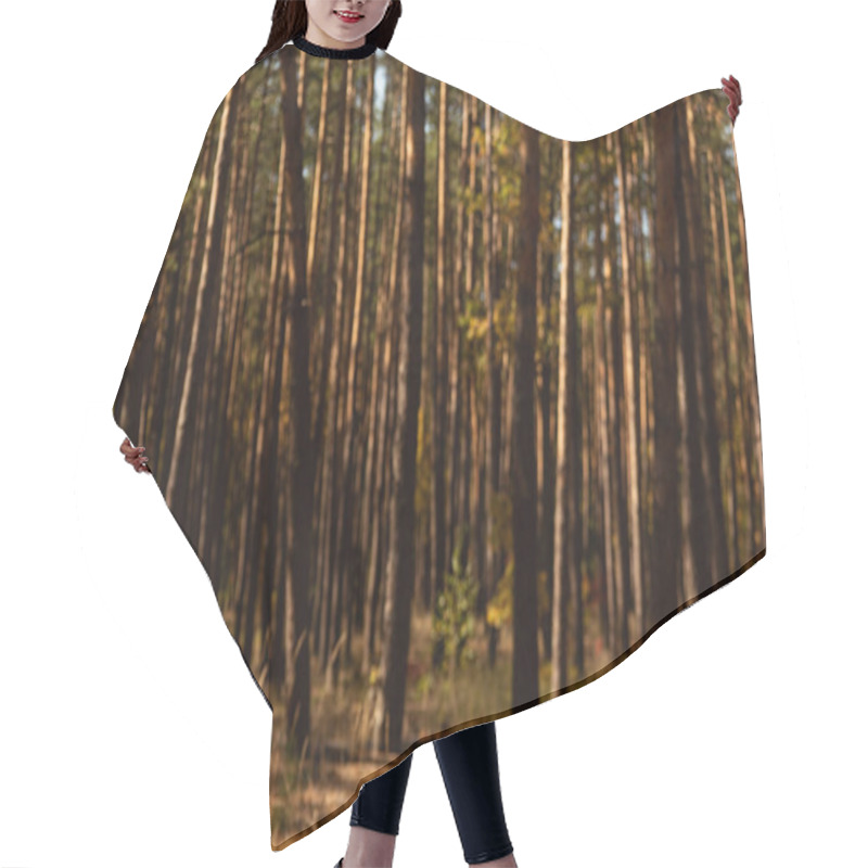 Personality  Picturesque Autumnal Forest With Tall Pines In Sunlight Hair Cutting Cape