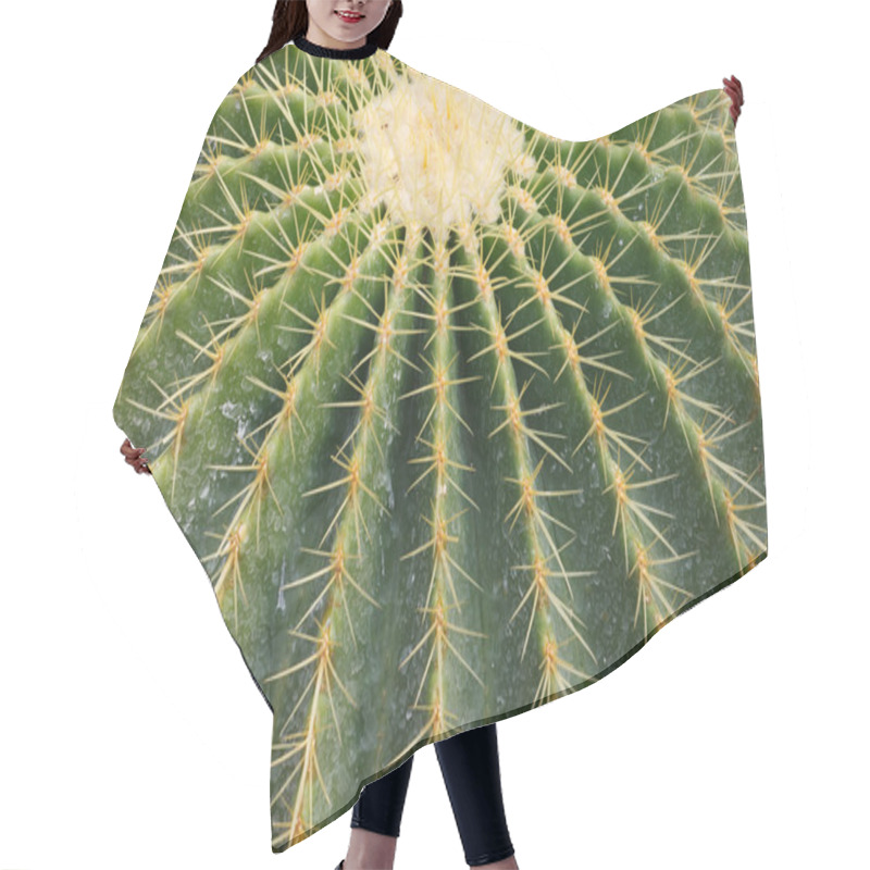 Personality  Detail Of Cactus Growing Hair Cutting Cape