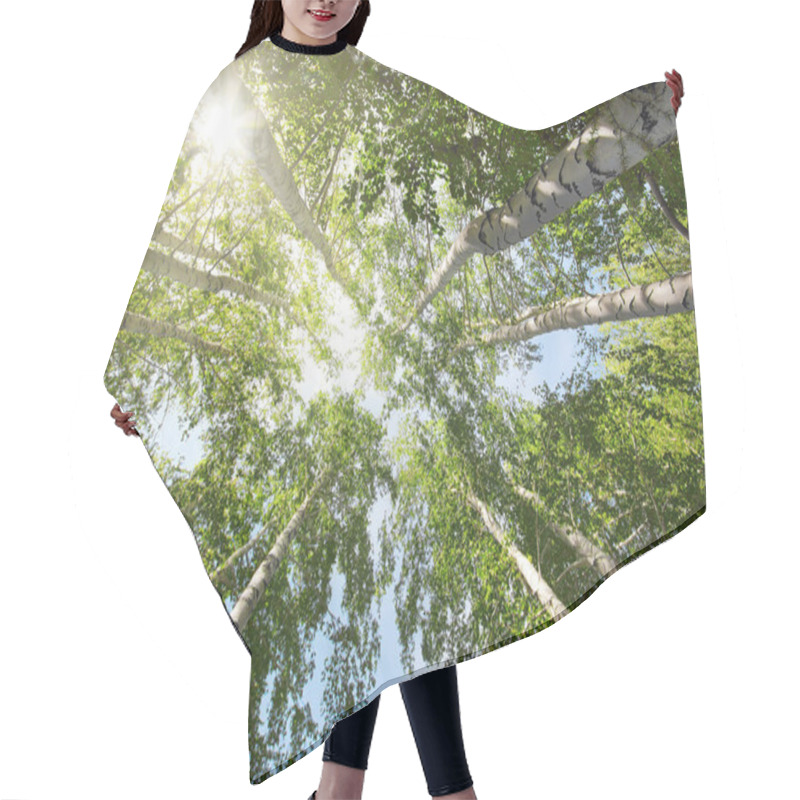 Personality  Tops Of Birch Trees And Sun Hair Cutting Cape