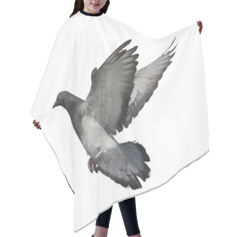 Personality  Full Body Of Speed Racing Pigeon Bird Isolate White Background. Pigeon Isolate On White Background. Cutout Birds. Cutout Bird. Bird Isolate On White Background. Hair Cutting Cape