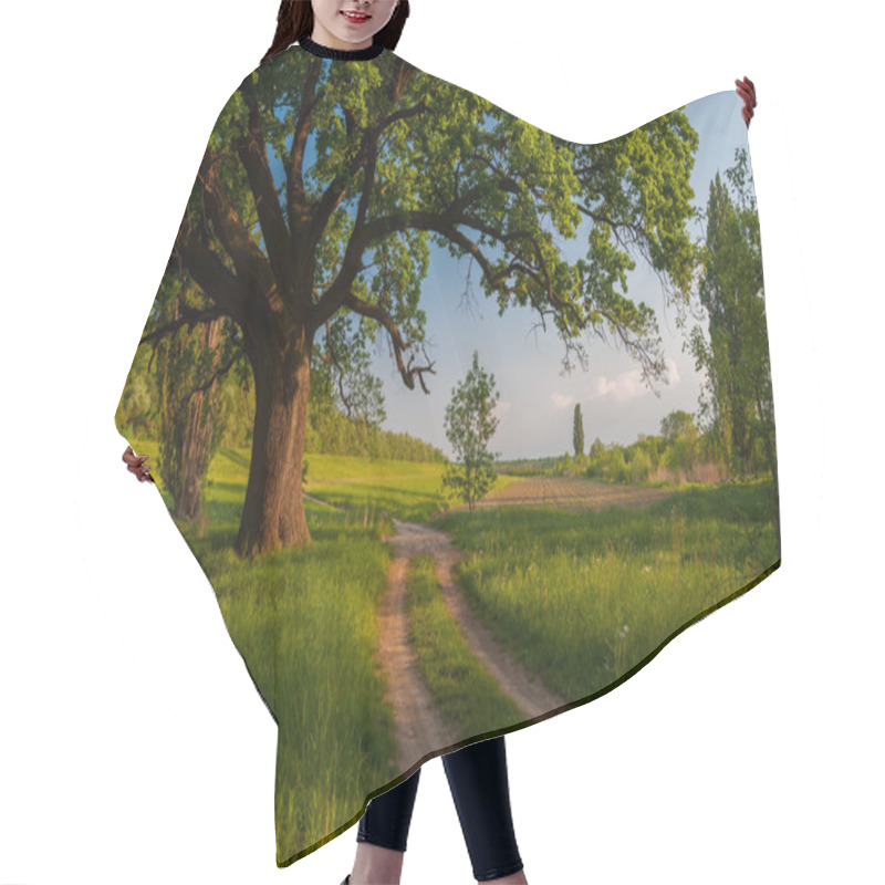 Personality  Beautiful Summer Landscape Showing Huge Old Oak Beside Country Road Hair Cutting Cape