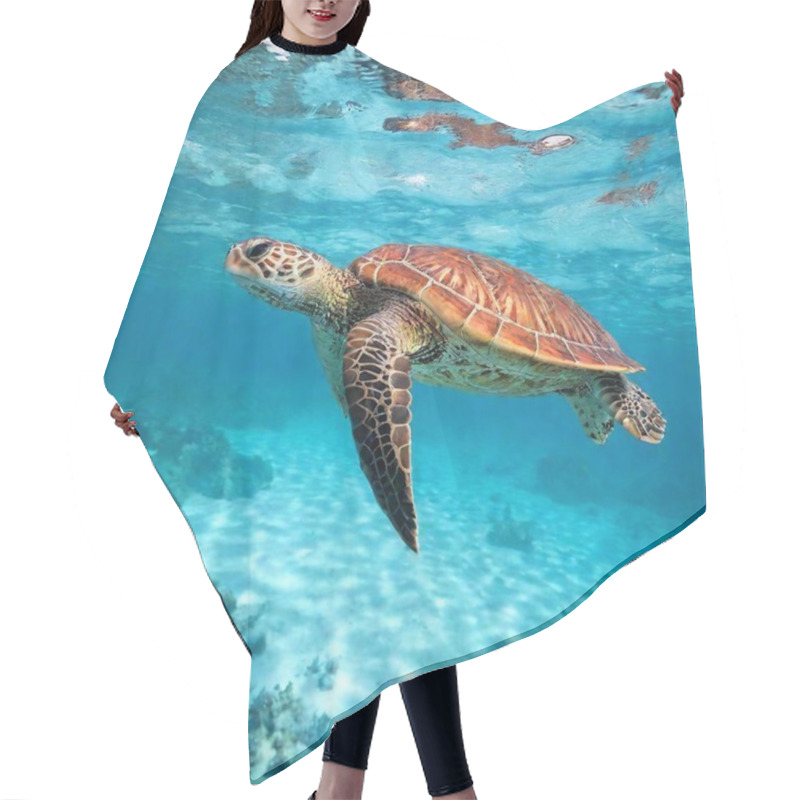 Personality  An Ultra-realistic Full Shot Photo Of A Sea Turtle Swimming Gracefully Through Crystal-clear Water, Captured At Shoulder Level With Deep Focus To Highlight The Detailed Patterns On Its Shell And The Vibrant Underwater Environment. Hair Cutting Cape