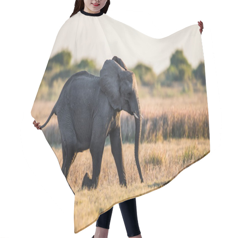 Personality  African Elephant Running In Savanna Hair Cutting Cape