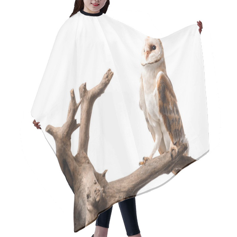 Personality  Cute Wild Barn Owl On Wooden Branch Isolated On White Hair Cutting Cape