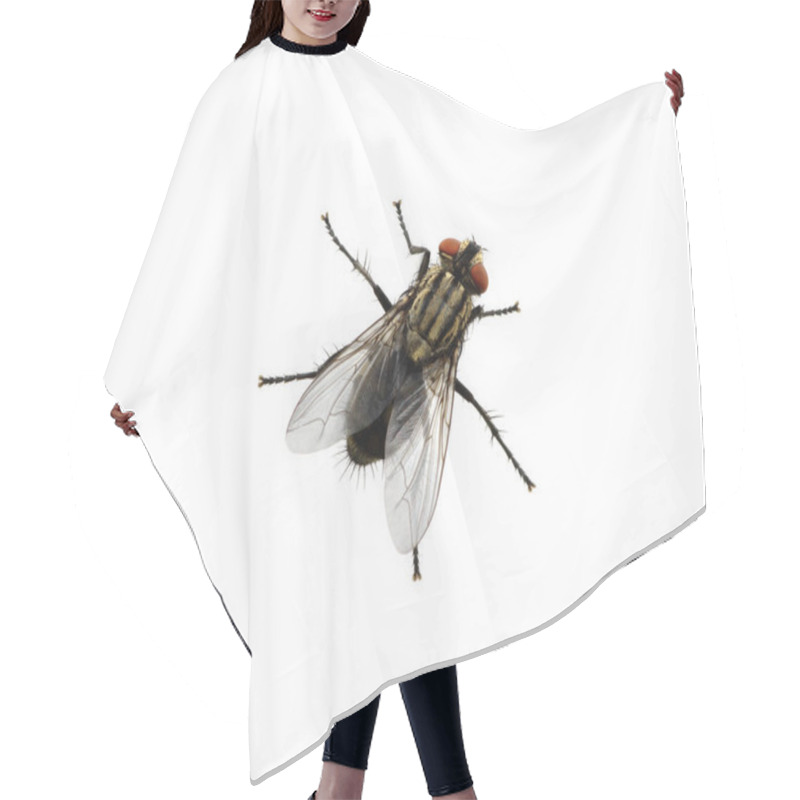 Personality  Fly On A White Hair Cutting Cape