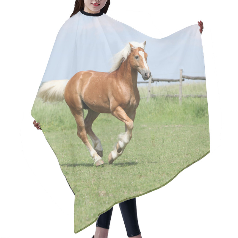 Personality  Amazing Haflinger Running On Pasturage Hair Cutting Cape