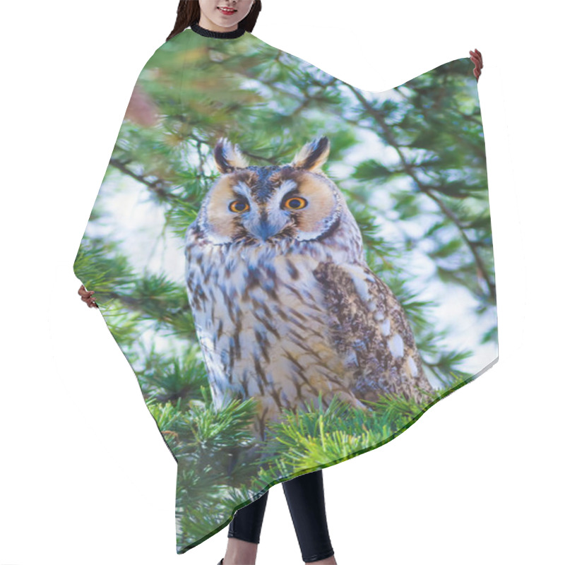 Personality  Forest And Owl. Pine Tree. Bird: Long Eared Owl. Asio Otus. Nature Background.  Hair Cutting Cape