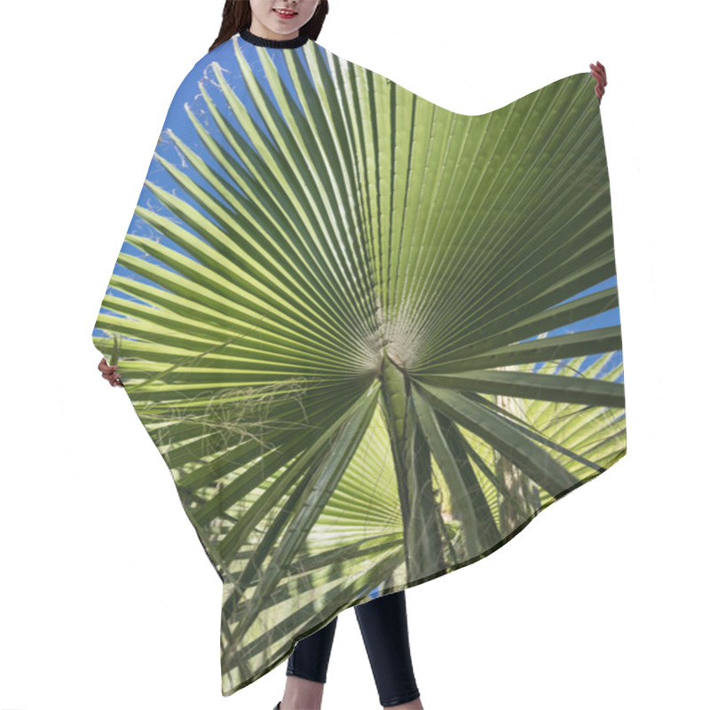 Personality  Trachycarpus Fortunei Palm Leaf With Blue Sky Hair Cutting Cape