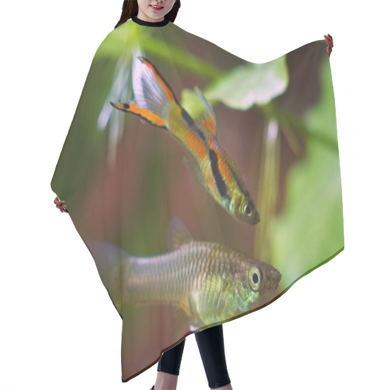 Personality  Young Female Of Freshwater Aquarium Fish Endler Guppy, Followed By Vibrant Neon Glowing Colored Male In Background, Nature Aquarium With Healthy Inhabitant Hair Cutting Cape