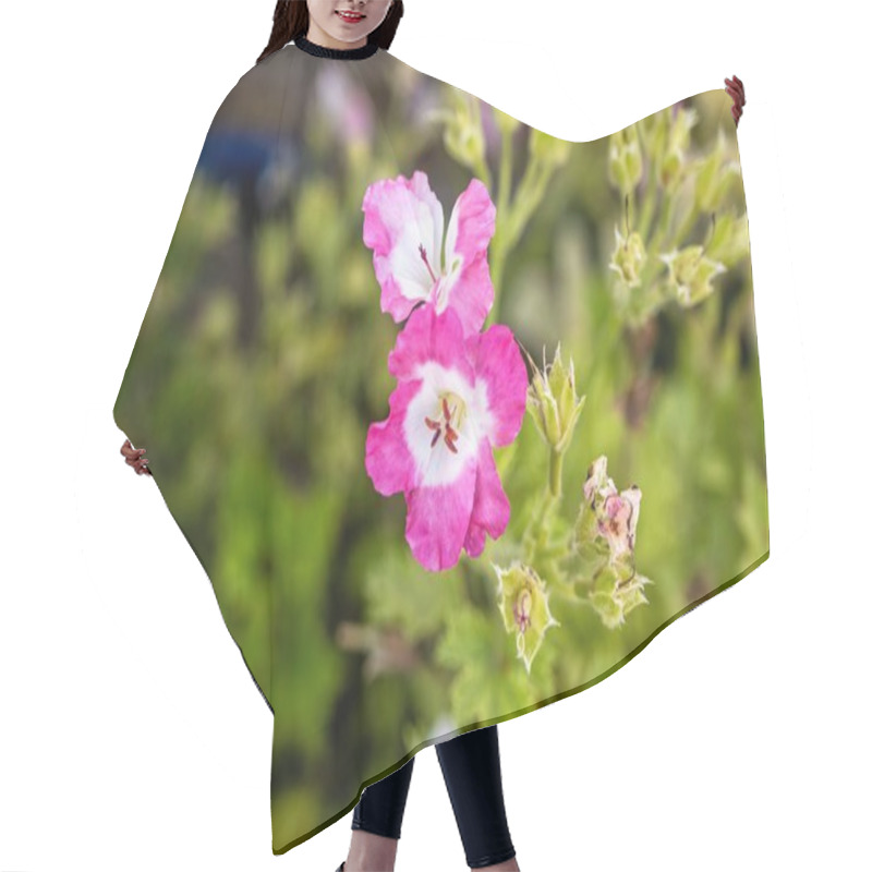 Personality  Macro Shot Of A Poet's Carnation, A Herbaceous Plant From The Caryophyllaceae Family, With White And Pink Petals And Green Blurred Leaves In The Background, Commonly Used As An Ornamental Garden Plant Hair Cutting Cape