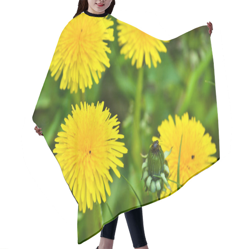 Personality  Dandelions In The Meadow.  Hair Cutting Cape