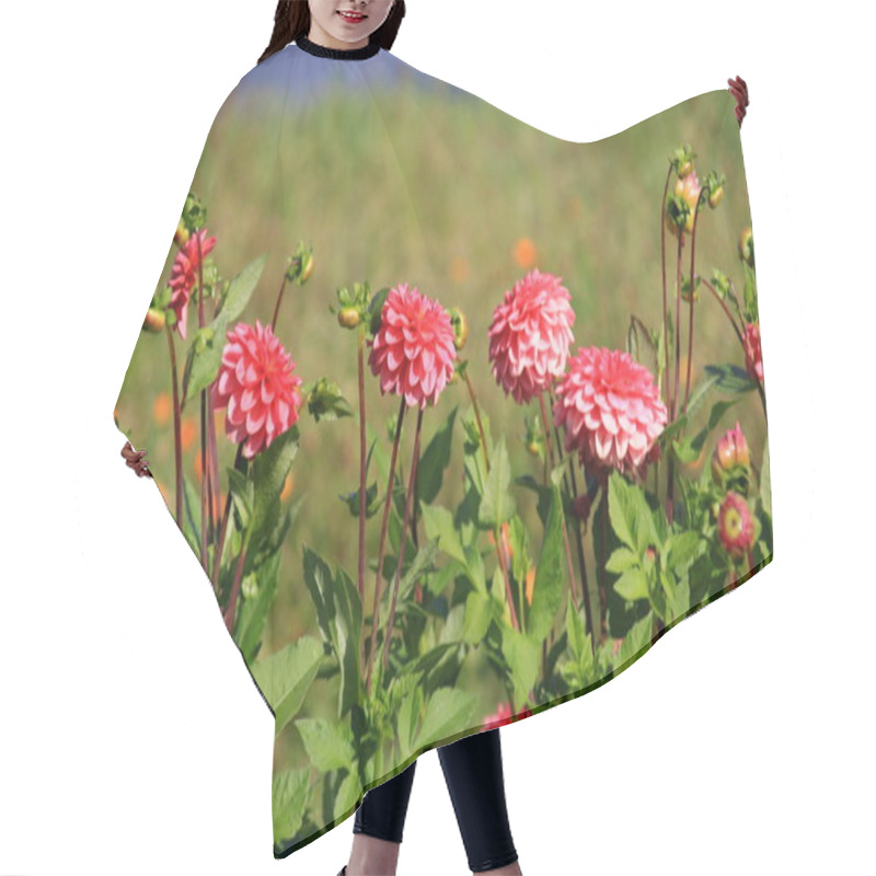 Personality  Red Asters Blooming In The Garden On A Sunny Summer Day Hair Cutting Cape