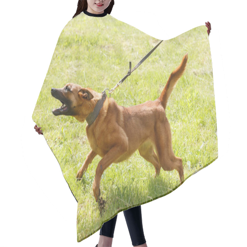 Personality  The Instructor Conducts The Lesson With The Belgian Shepherd Dog. The Dog Protects Its Master. Belgian Shepherd Dog Protection Work Hair Cutting Cape