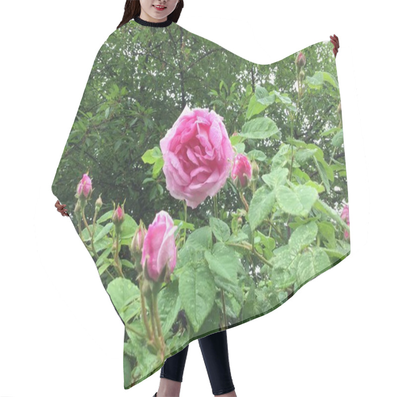 Personality  A Vibrant Pink Rose Stands Out Among Its Buds In A Lush Garden, Surrounded By Rich Green Leaves. The Scene Captures The Beauty Of Nature In A Serene Setting After Rain. Hair Cutting Cape