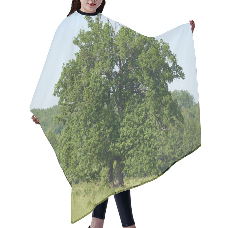 Personality  Big Old Oak Tree On A Meadow With Forest Behind Hair Cutting Cape