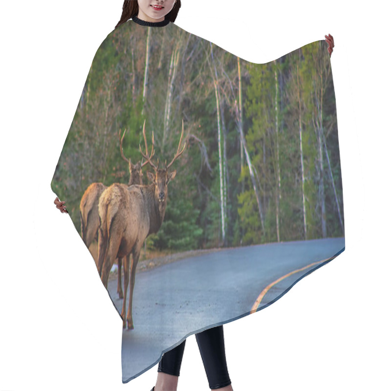 Personality  Elk On A Park Road Hair Cutting Cape