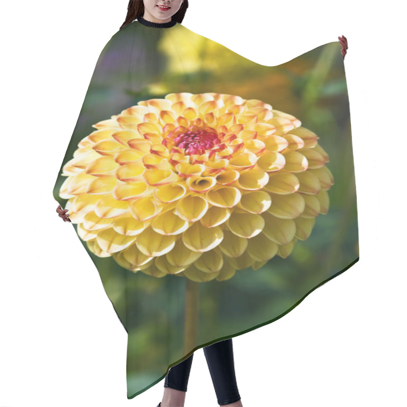 Personality  Dahlia Flower Hair Cutting Cape