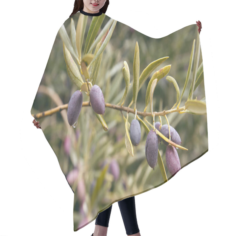 Personality  Olive Tree Fruits Close Up Hair Cutting Cape