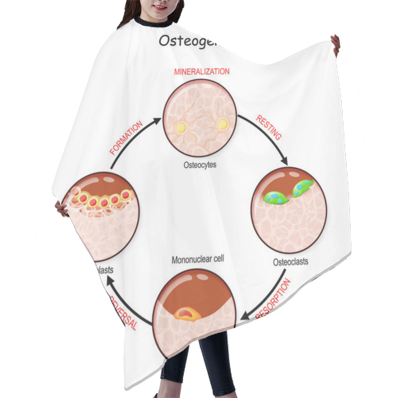 Personality  Bone Remodeling (resting, Resorption, Reversal, Mineralization, Formation). Describe A Process Of Ossification. Osteogenesis. Bone Is Broken Down By Osteoclasts, And Rebuilt By Osteoblasts Hair Cutting Cape