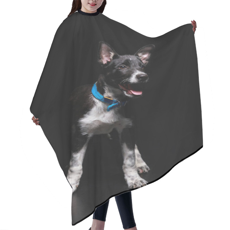 Personality  Mongrel Dog In Blue Collar Isolated On Black Hair Cutting Cape