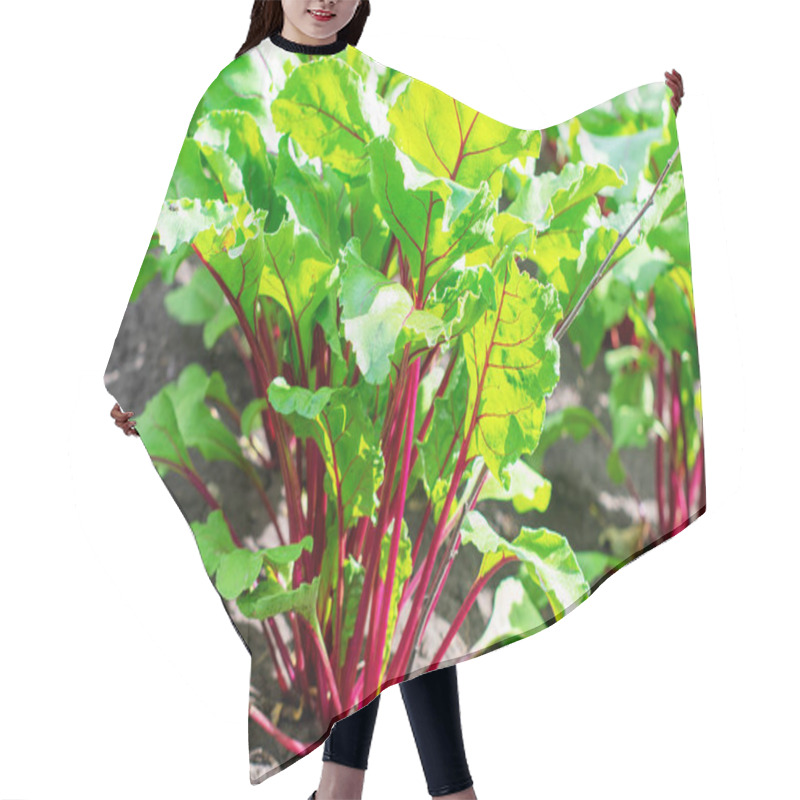 Personality  Leaf Of Beet Root. Fresh Green Leaves Of Beet Or Beet. Hair Cutting Cape