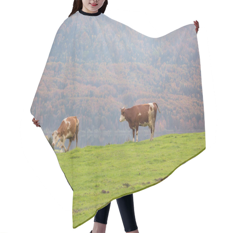 Personality  Cows Grazing In Alpine Meadows Hair Cutting Cape