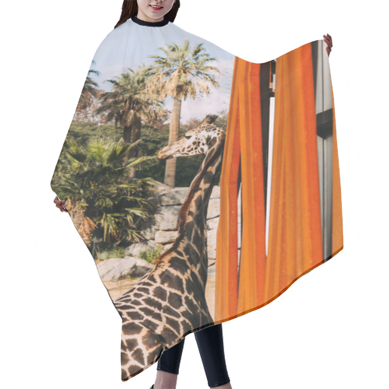 Personality  Funny Giraffe In Zoological Park, Barcelona, Spain Hair Cutting Cape