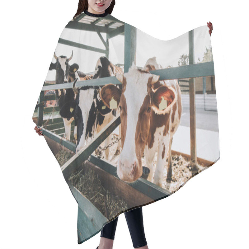 Personality  Selective Focus Of Domestic Beautiful Cows Standing In Stall At Farm Hair Cutting Cape