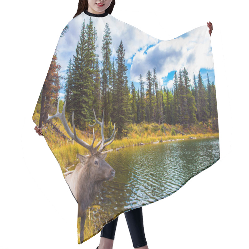 Personality   Cold Cloudy Autumn Day Near The Bighorn Highway. Canadian Rockies. Magnificent Deer With Branching Horns Grazes On The Lake. The Concept Of Ecological, Active And Photo Tourism Hair Cutting Cape