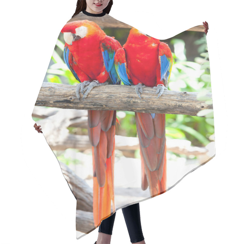 Personality  Scarlet Macaws Hair Cutting Cape