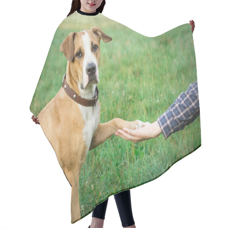 Personality  Dog Giving Paw Hair Cutting Cape