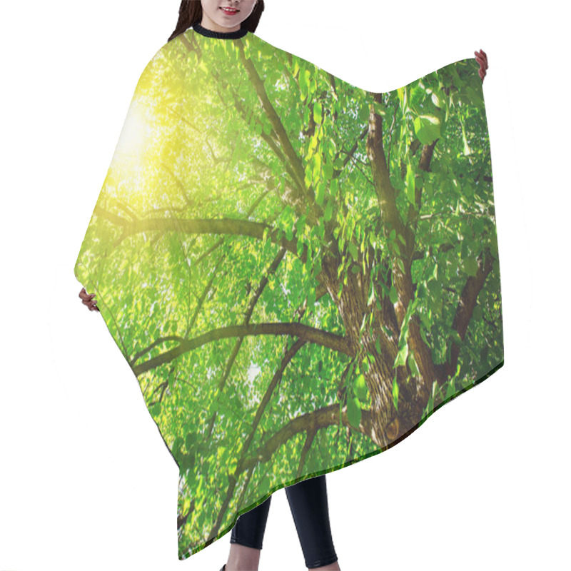 Personality  Linden Tree Foliage Hair Cutting Cape