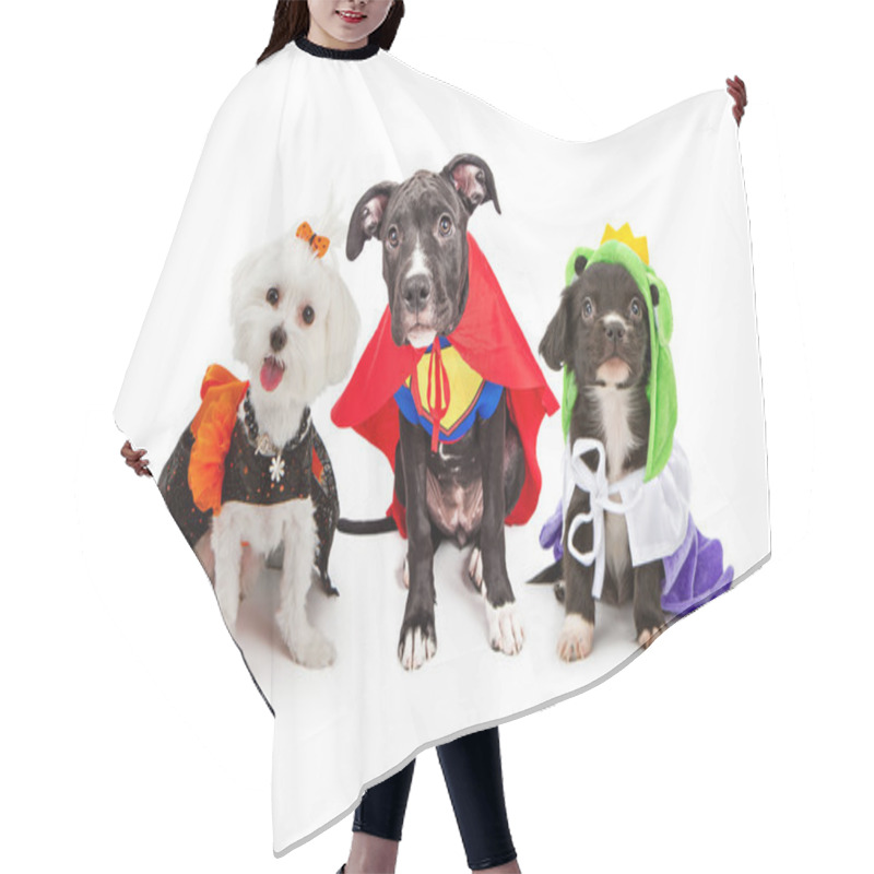 Personality  Cute Puppy Dogs Wearing Halloween Costumes Hair Cutting Cape