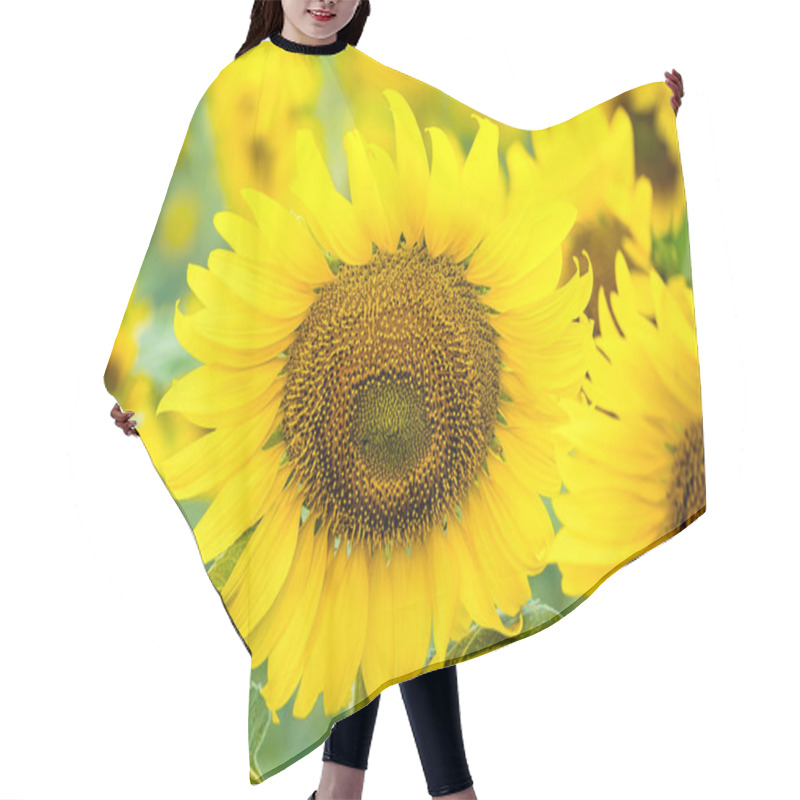 Personality  A Sunflower Field Captured In Perfect Detail, Highlighting The Brightness And Vivid Colors Of Each Blooming Flower Hair Cutting Cape