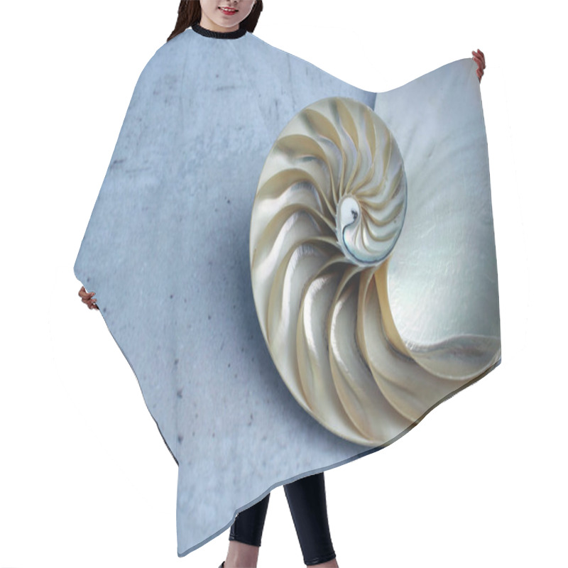 Personality  Nautilus Shell With Copy Space Concrete Stone Background Cross Section Symmetry Fibonacci Spiral Sequence  Hair Cutting Cape