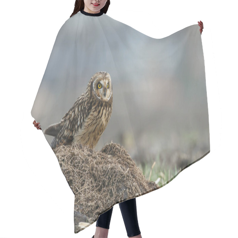 Personality  Short Eared Owl  Hair Cutting Cape