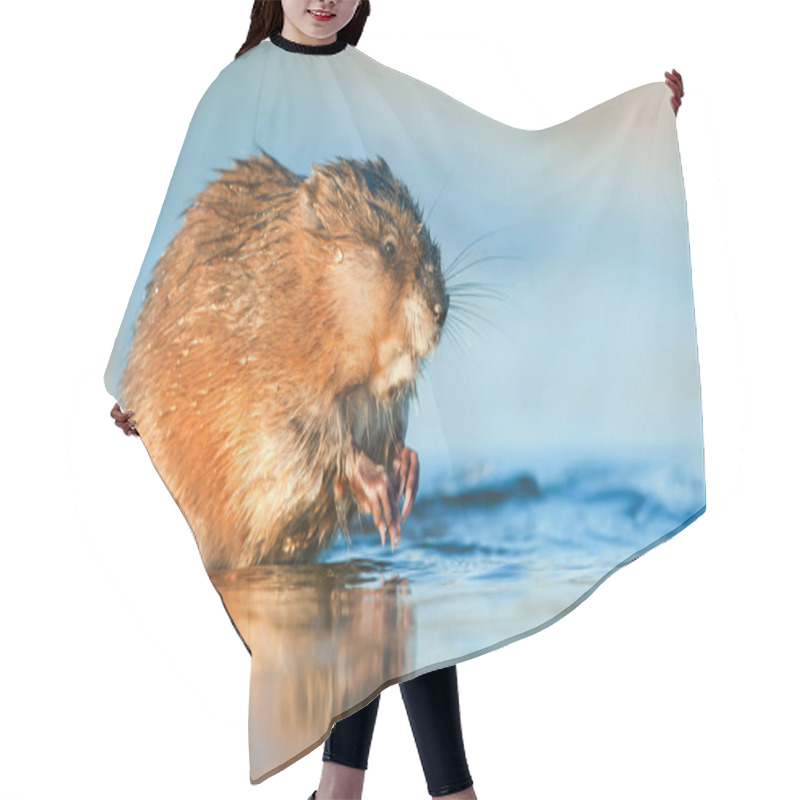 Personality  Muskrat Eating In The Water Hair Cutting Cape