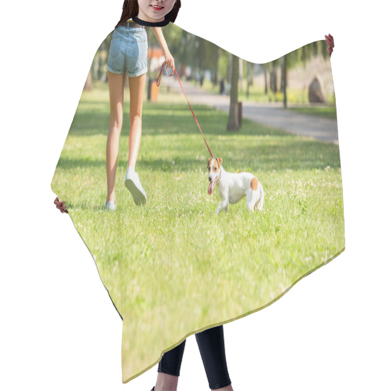 Personality  Cropped View Of Young Woman Walking With Jack Russell Terrier Dog Hair Cutting Cape