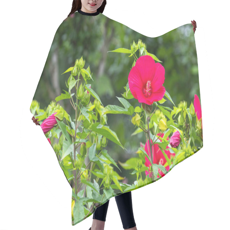 Personality  Red Hibiscus Moscheutos Flowers Blooming In Summer In The Garden. Hair Cutting Cape