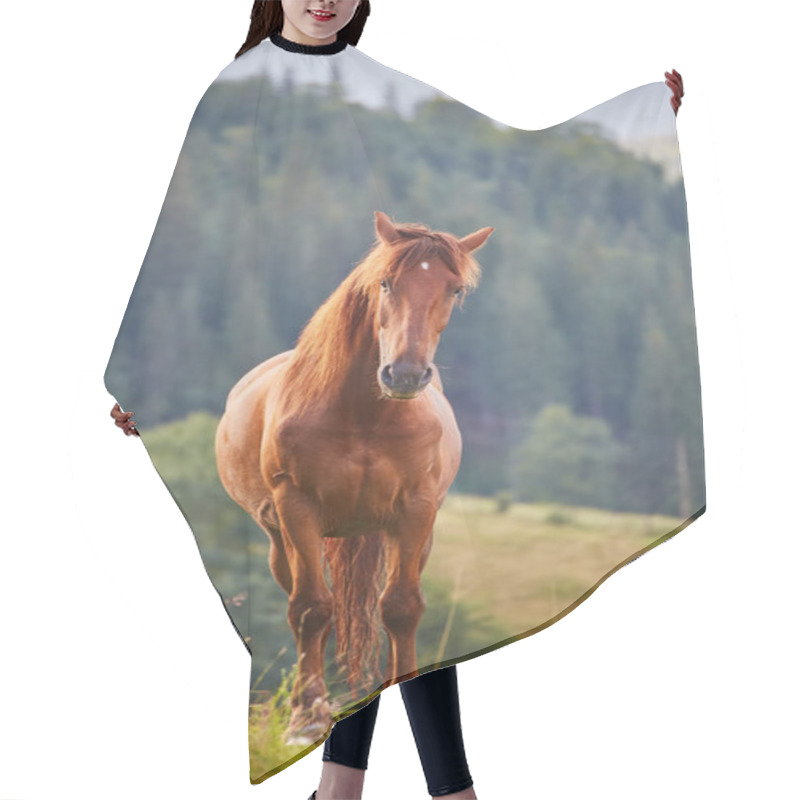 Personality  Cute Horse In The Alps Eating Green Grass Hair Cutting Cape