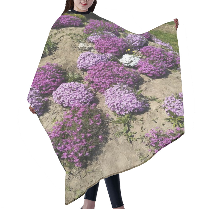 Personality  A Group Of Phlox Bushes Subulate Flowers, Background Of Spring Flowering Hair Cutting Cape