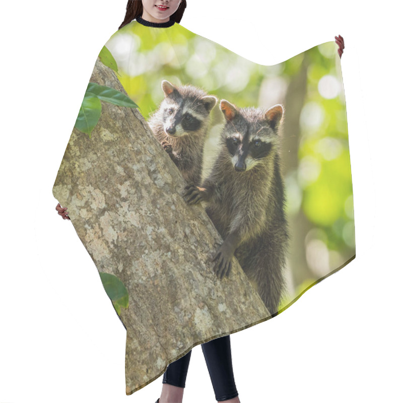 Personality  Two Young Raccoons On Tree Trunk. Hair Cutting Cape