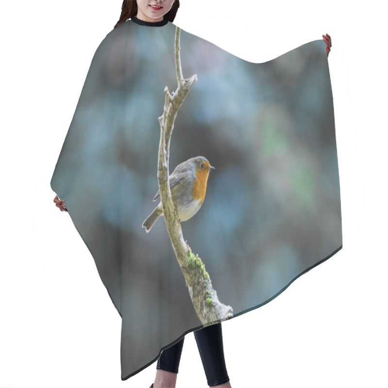 Personality  Cute Little Round Robin Bird Perched On A Tree Branch Hair Cutting Cape