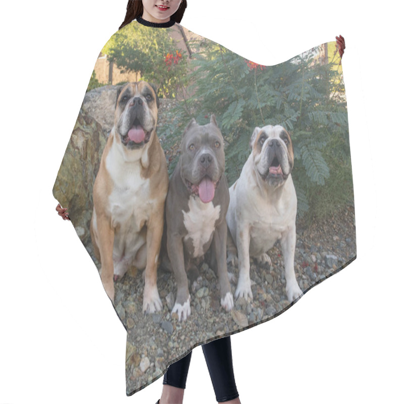 Personality  Two English Bulldogs And One Shorty Pitbull Posing For A Portrait Hair Cutting Cape