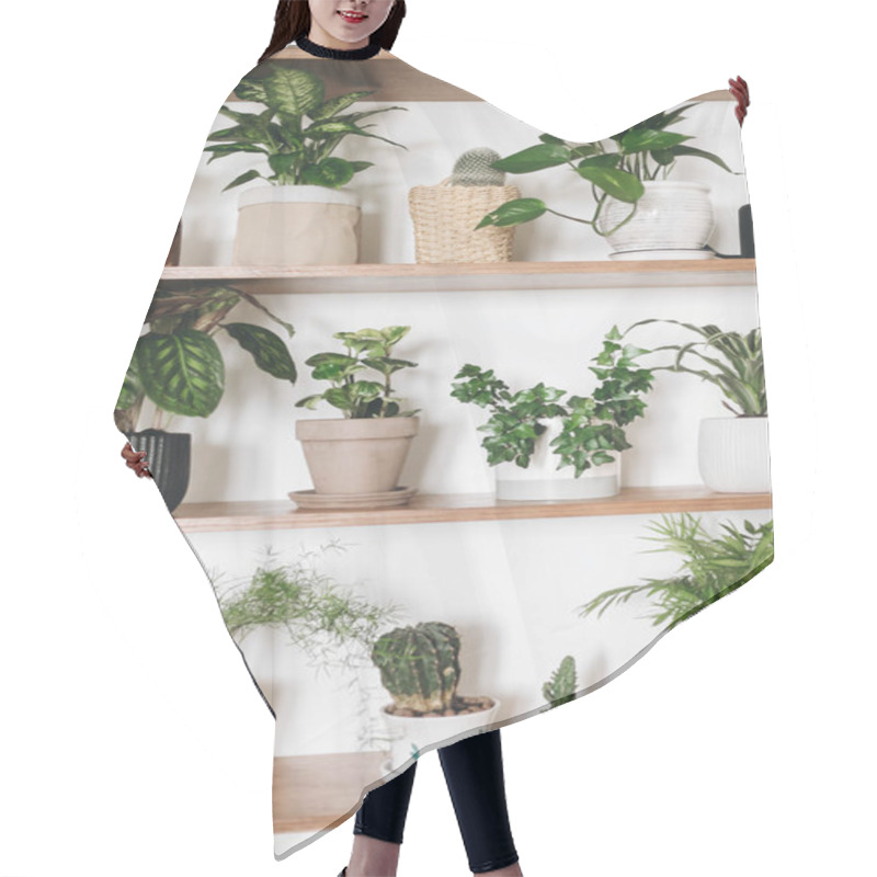 Personality  Stylish Wooden Shelves With Green Plants And Black Watering Can. Hair Cutting Cape