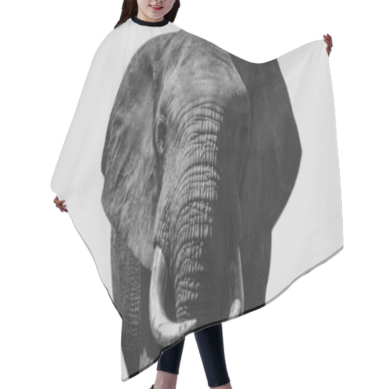 Personality  Black And White African Elephant Closeup Face Hair Cutting Cape