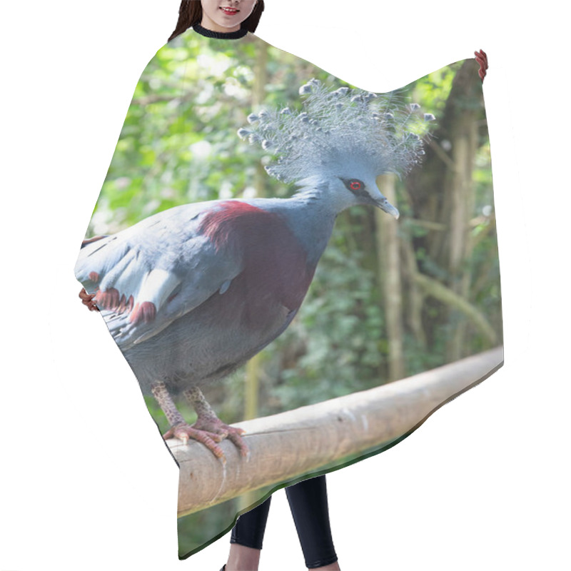 Personality  Exotic Blue Victoria Crowned Pigeon With Crown Feathers Hair Cutting Cape