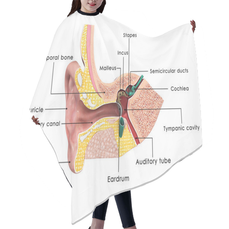 Personality  Ear Anatomy Hair Cutting Cape